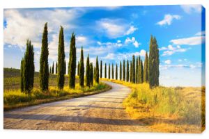 Toskania, cyprysy, biała droga, wiejski krajobraz, Włochy, Europa