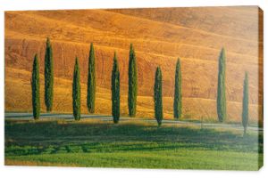 Beautiful row of cypress trees in the hills. Travel destination Tuscany, Italy