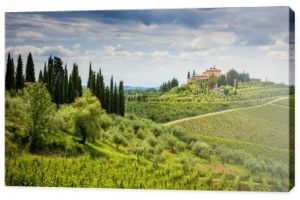 Chianti wzgórza z winnicami i cyprysem. Krajobraz Toskanii między Sieną a Florencją. Włochy