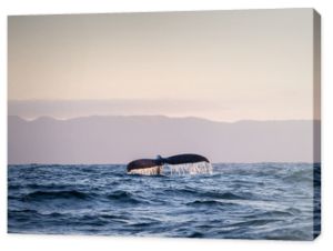 Ogon wieloryba 3