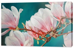 Gałąź z pięknymi różowymi kwiatami magnolii w wiosennym ogrodzie.