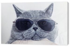 Zabawny pysk szarego kota w okularach przeciwsłonecznych