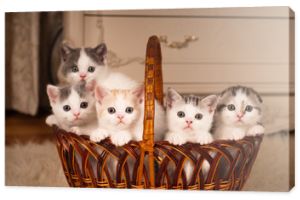 Pięć uroczych kociąt w plecionym koszyku