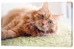 Portret śmiesznego pięknego czerwonego puszystego kota z zielonymi oczami we wnętrzu, zwierzęta