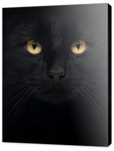 Zbliżenie czarnego kota patrzącego w kamerę