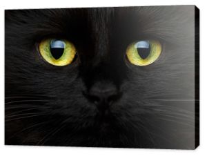 Śliczny pysk czarnego kota