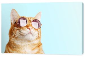 Zbliżenie portret zabawny kot imbir nosi okulary na białym tle na światło cyjan. Miejsce.