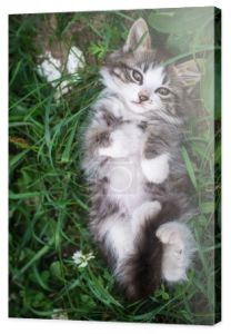 kotek, leżąc na trawie w plecy
