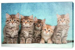 Syberyjskie koty i kocięta na pięknym neutralnym tle idealnym dla pocztówek