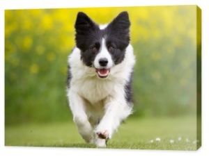 Szczęśliwy i uśmiechnięty biegający pies rasy Border Collie