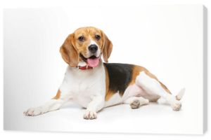 piękny pies rasy beagle na białym tle