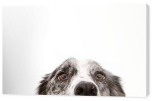 Zbliżenie niebieski merle border collie oczy psa. Na białym tle.