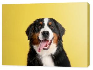 Zabawny berneński pies pasterski na kolorowym tle