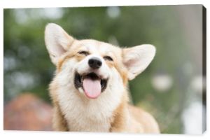 Pies Corgi uśmiech i szczęśliwy w letni słoneczny dzień