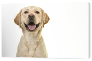 Portret blond labrador retriever psa patrzącego w kamerę z dużym uśmiechem na białym tle