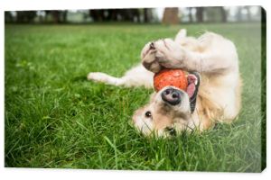 selektywne skupienie psa golden retrievera bawiącego się gumową piłką na zielonym trawniku
