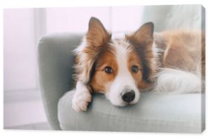 Border collie pies leżący na kanapie