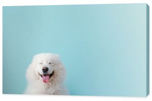 Słodki pies samojeda na kolorowym tle
