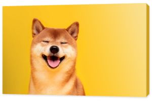 Szczęśliwy pies shiba inu na żółto. Portret uśmiechniętego rudowłosego japońskiego psa