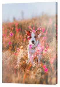 Pies w kwiaty Jack Russell Terrier