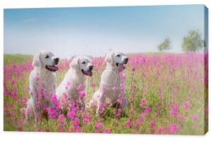 Golden Retriever pies w kwiaty