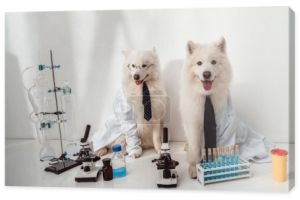Naukowcy psy w płaszcze laboratorium 