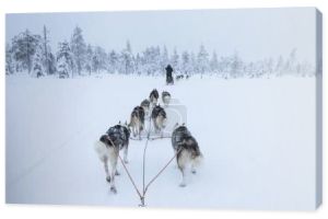 Widok z tyłu psów husky ciągnąc sanki w Arctic Finlandia