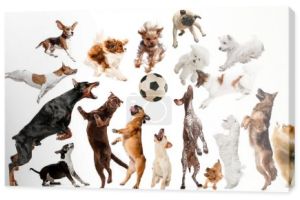 Kreatywny kolaż różnych ras psów na białym tle