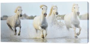 Stado koni rasy White Camargue biegnące przez wodę