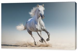 Biały koń biegnie galop