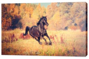 Czarny koń arabski biegnie po drzewach i tle nieba jesienią