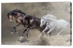 Zatoka, czarno-białe konie biegną w burzy piaskowej