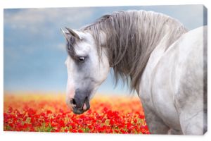 Biały koń na łące z kwiatami maku