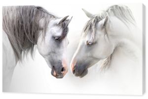 Dwa szary portret para koń na białym tle. Wysoki kluczowy obraz