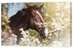portret brązowego konia achał-tekiego wśród kwitnących drzew