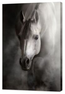 Portret konia arabskiego w kurzu i dymie