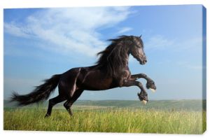 piękny czarny koń bawiący się na boisku