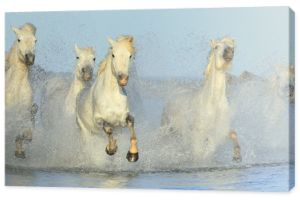 Stado białych koni Camargue biegających po wodzie.