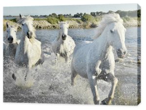 Stado białych koni Bieganie i pluskanie w wodzie