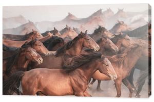 Konie biegnące i wzbijające kurz. Konie Yilki w Kayseri Turcja to dzikie konie bez właścicieli