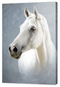 białego konia