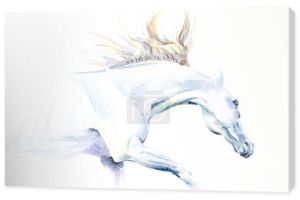 Biały koń w akwarela