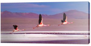Flamingi latające nad czerwonym jeziorem w Laguna Colorada w Boliwii