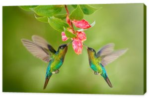 Dwa koliber ptak z różowym kwiatem. kolibry Koliber ognisty, latający obok pięknego kwiatu, Savegre, Kostaryka. Akcja sceny dzikiej przyrody z natury. Latający ptak. Miłość do zwierząt.
