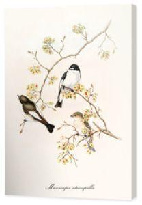 Trzy małe słodkie ptaki na jednej cienkiej gałęzi na białym tle. Stara ilustracja Europejskiej Muchołówka żałobna (Ficedula hypoleuca). John Gould wyd. W Londynie 1862 - 1873