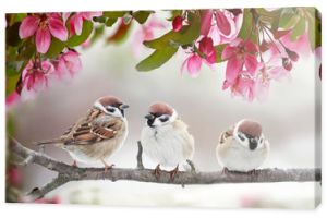 naturalne piękne tło z trzema małymi śmiesznymi ptakami wróblami siedzącymi na gałęzi kwitnącej różowymi pąkami w majowym wiosennym ogrodzie