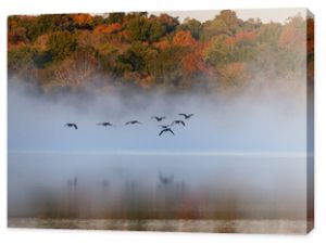 Gęsi latające na mglistym jeziorze