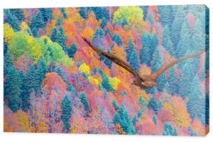 Jastrząb rdzawosterny latający nad górami z wielobarwnym lasem