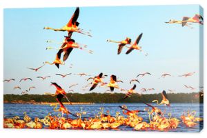 Wiele różowych pięknych flamingów w pięknej błękitnej lagunie. Odbicia wody. Meksyk. Park Narodowy Celestun.