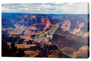 Wielka sowa rogata lądująca nad Wielkim Kanionem